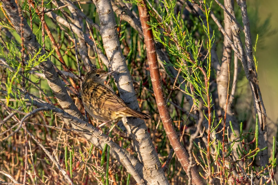 Locustelle tachetée
