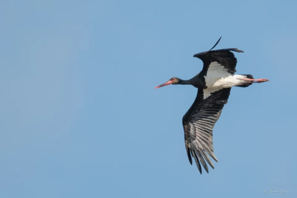 Cigogne noire