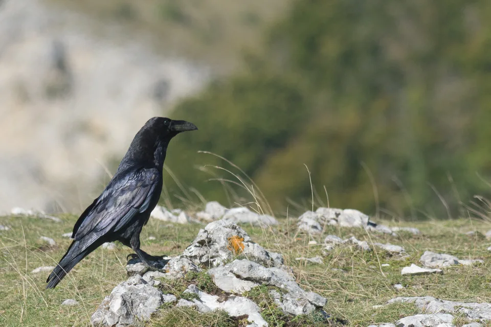 Grand Corbeau