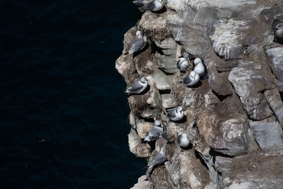 Mouette tridactyle