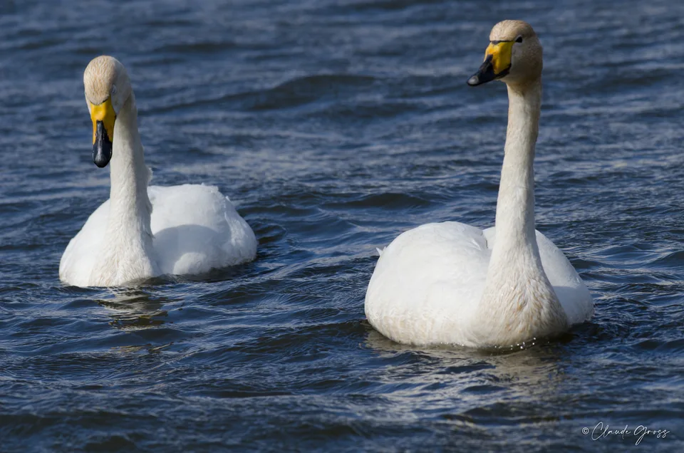 Cygne chanteur