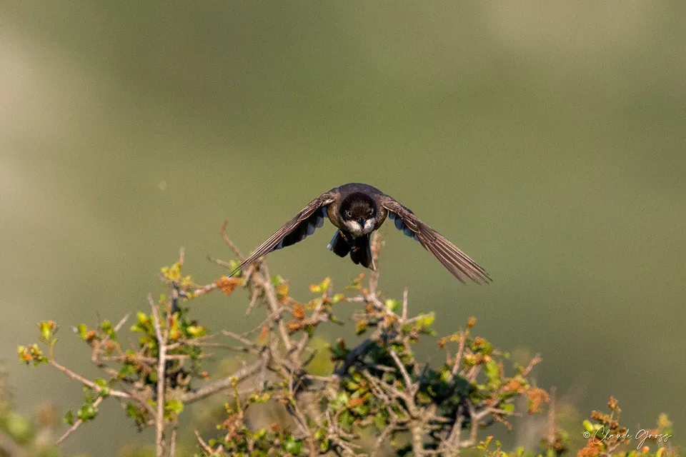 Fauvette orphée
