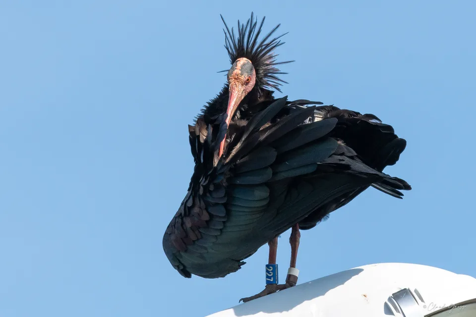 Ibis chauve