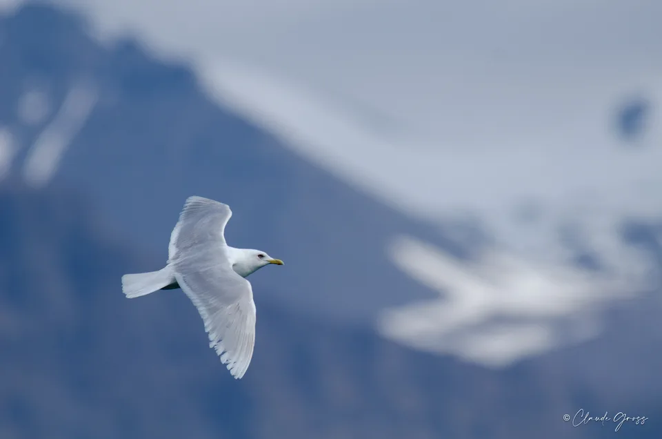 Goéland à ailes blanches