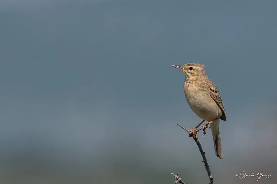 Pipit rousseline