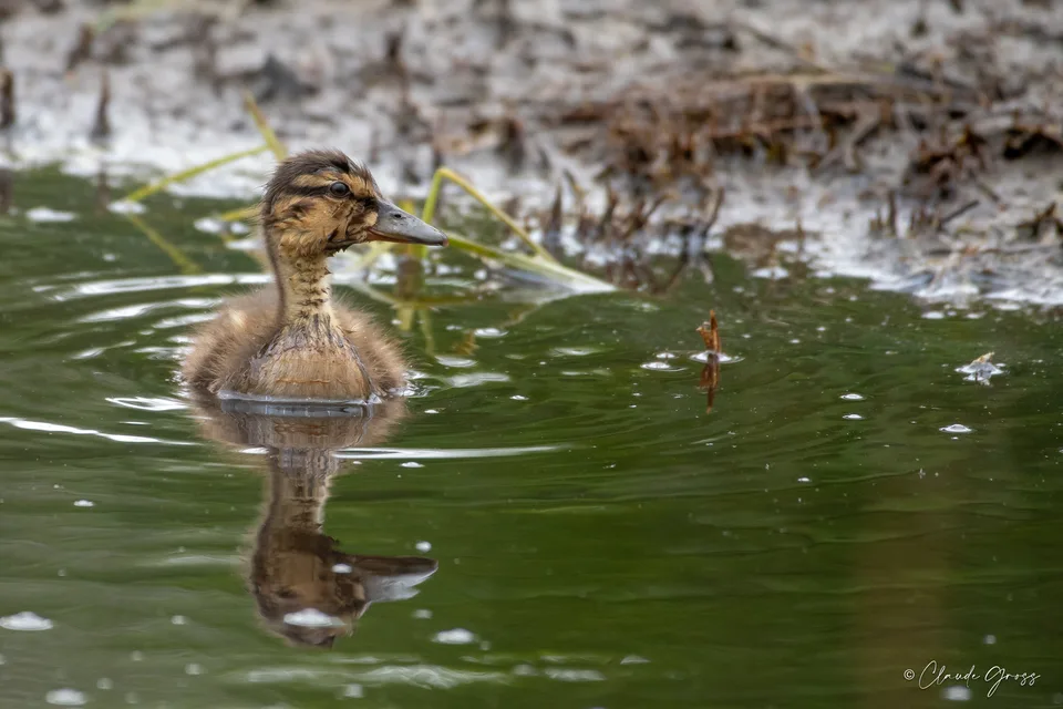 Canard colvert