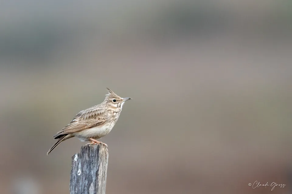 Cochevis huppé