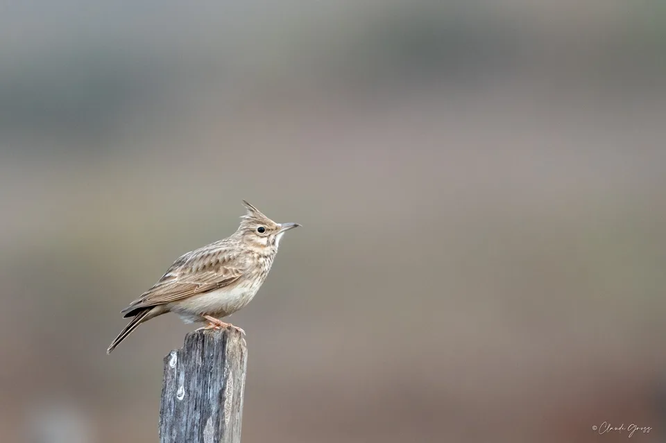 Cochevis huppé