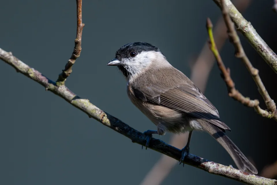 Mésange nonnette