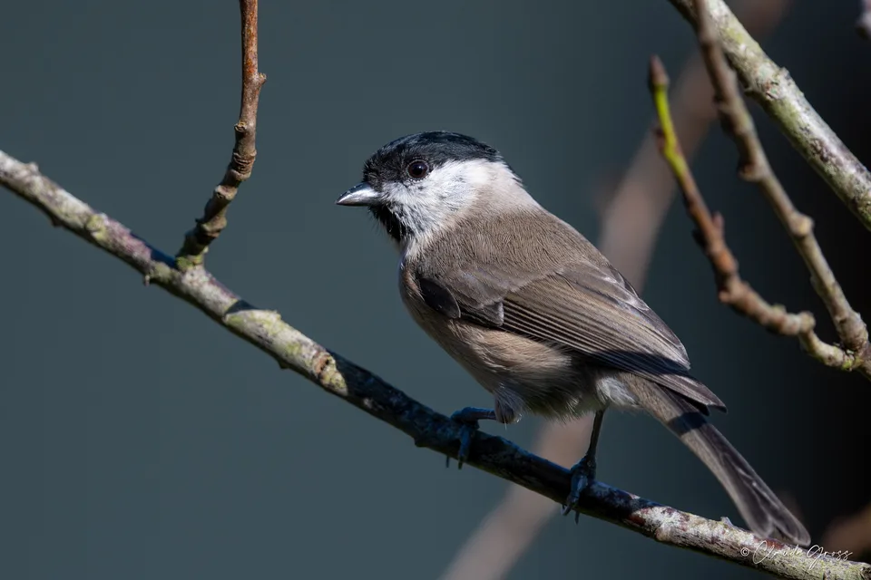 Mésange nonnette