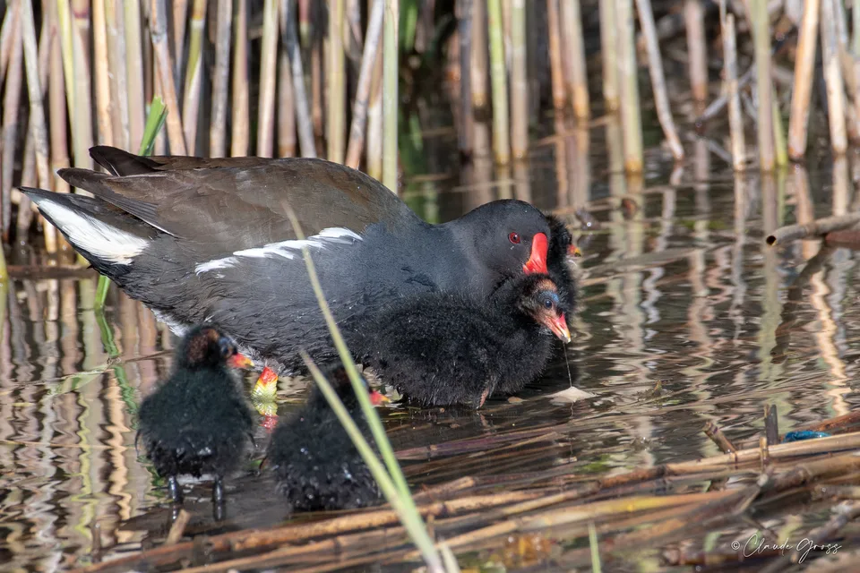 Gallinule poule-d'eau