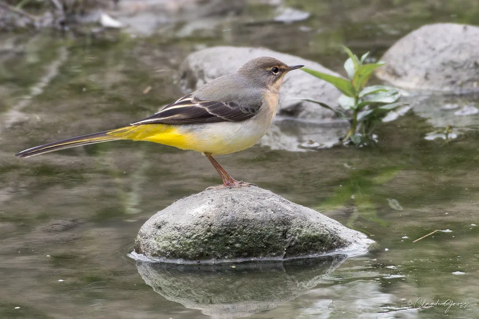 Bergeronnette des ruisseaux