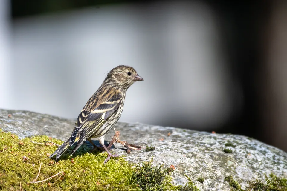 Serin cini