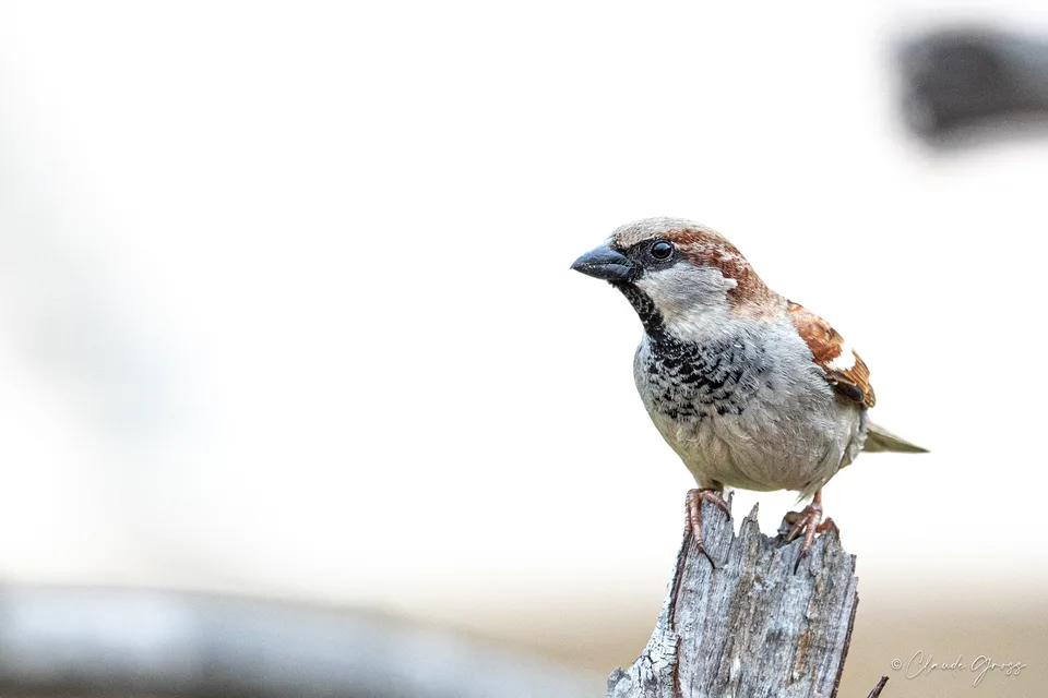 Moineau domestique