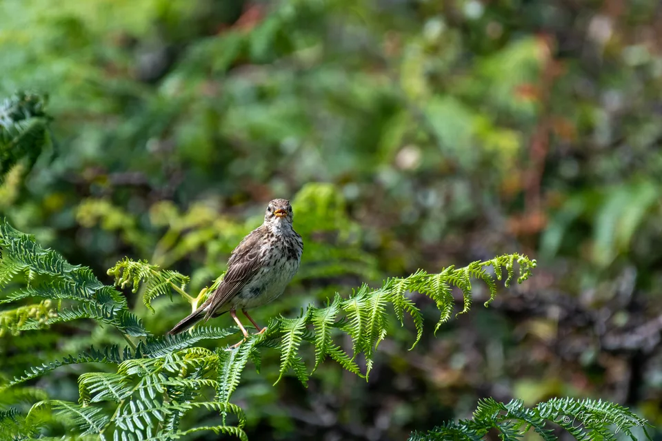 Pipit farlouse