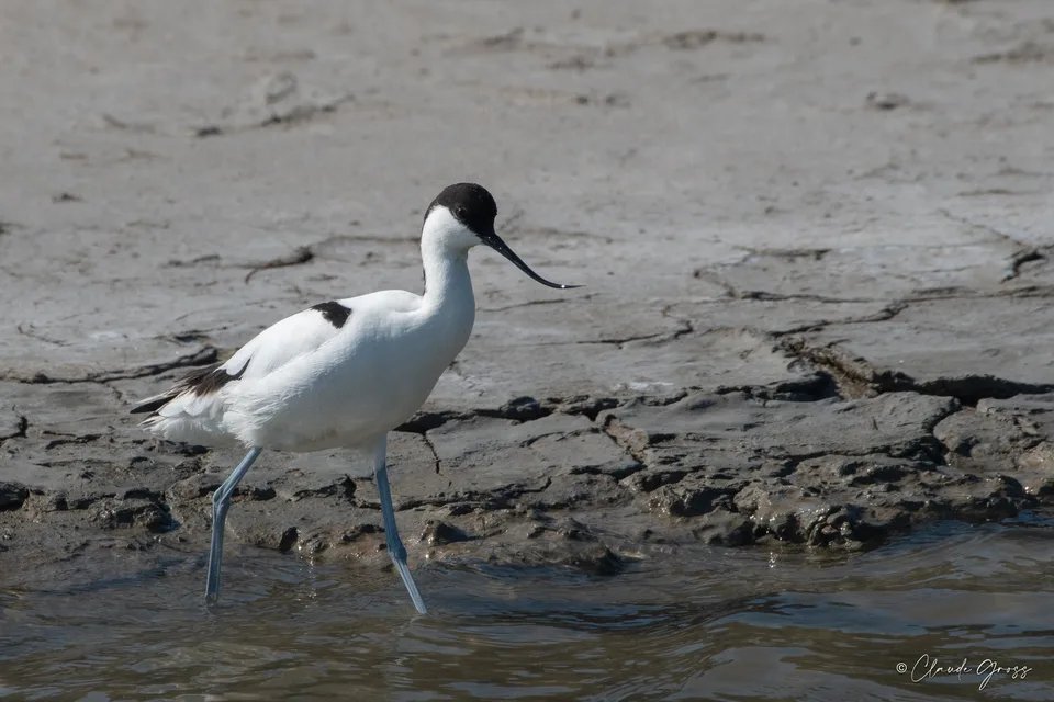 Avocette élégante