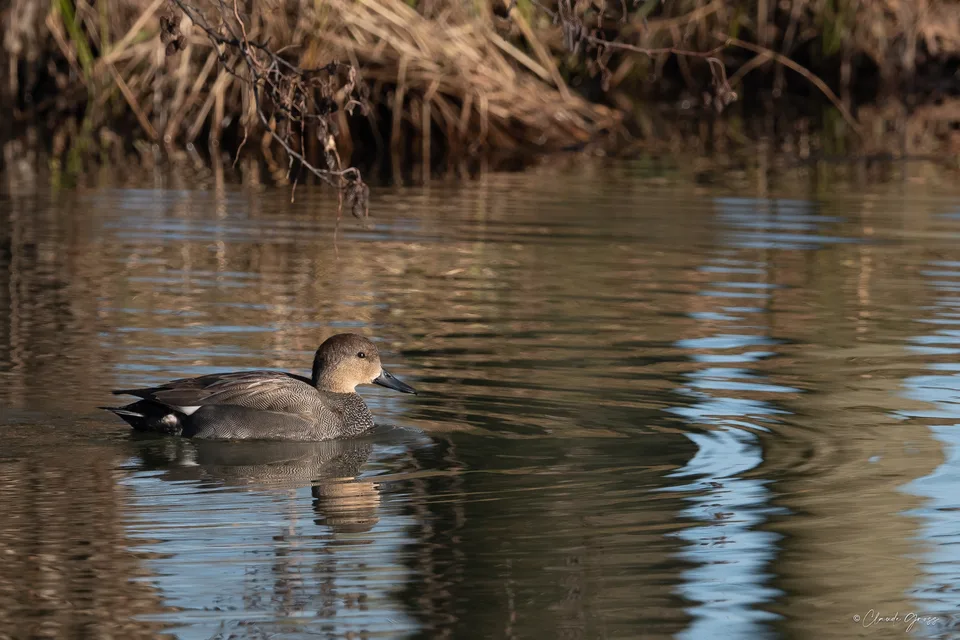Canard chipeau