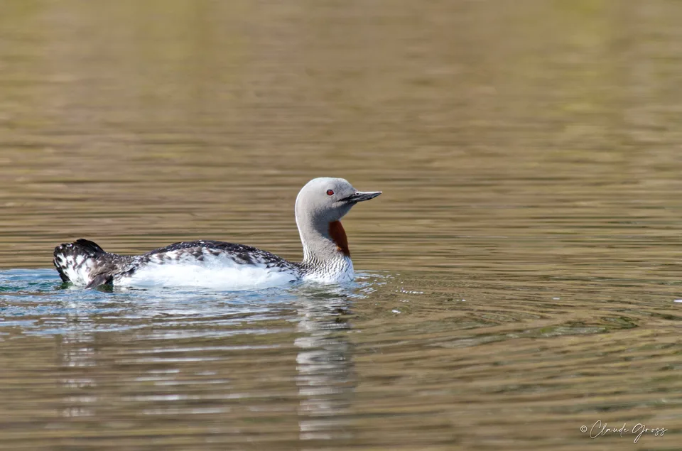 Plongeon catmarin