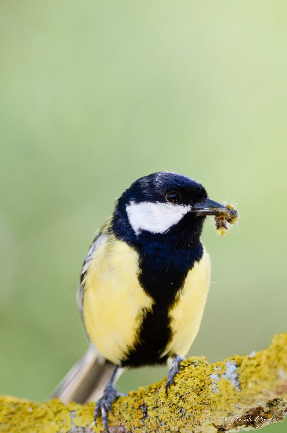 Mésange charbonnière