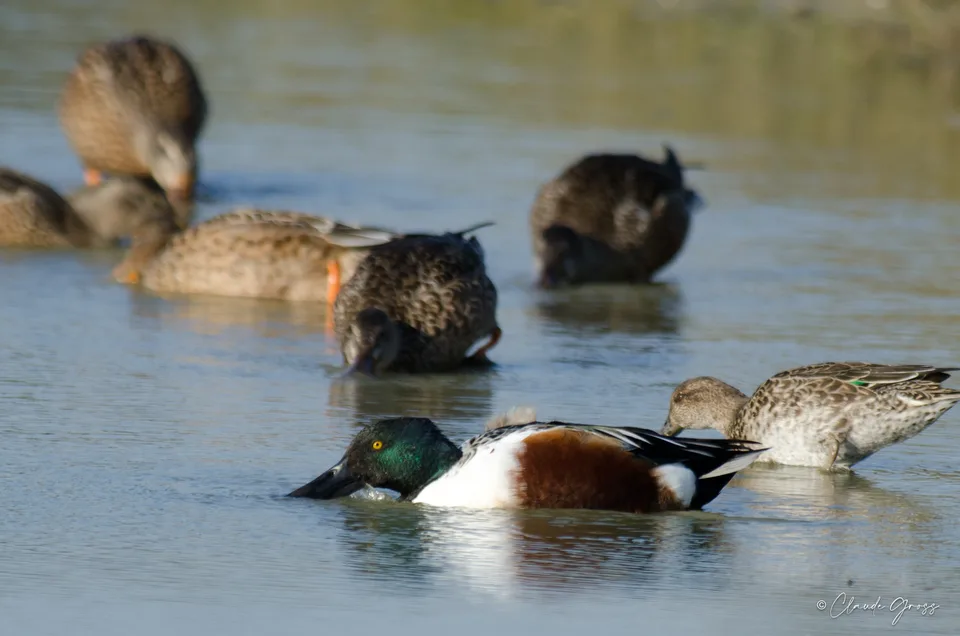 Canard souchet