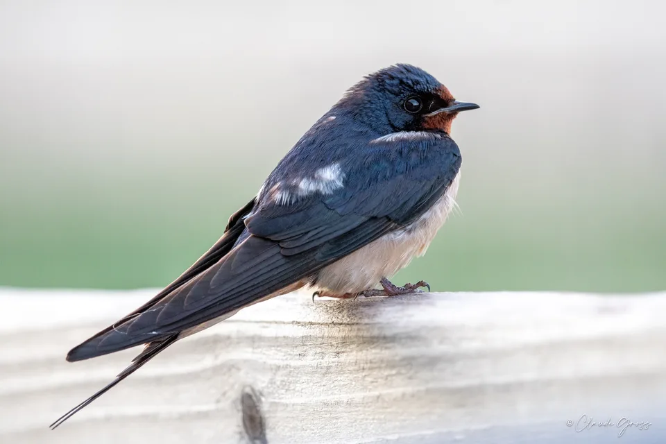 Hirondelle rustique