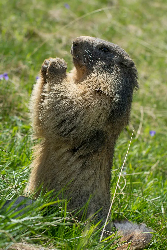 Marmotte