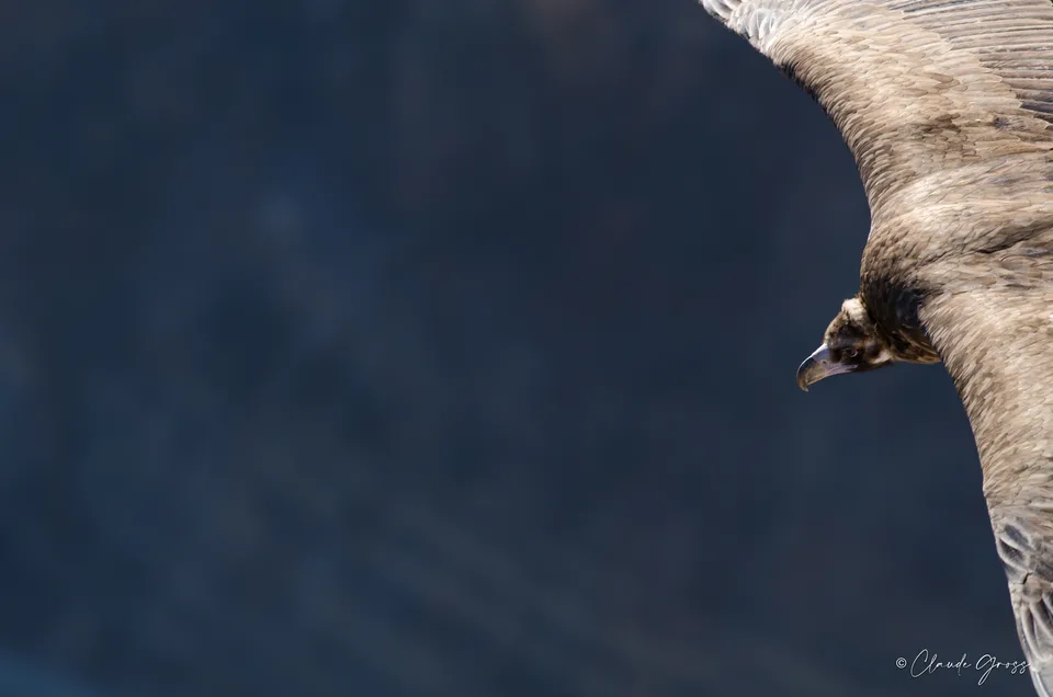 Vautour moine