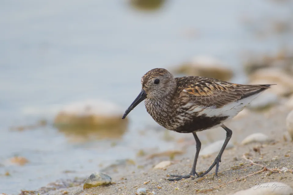 Bécasseau variable
