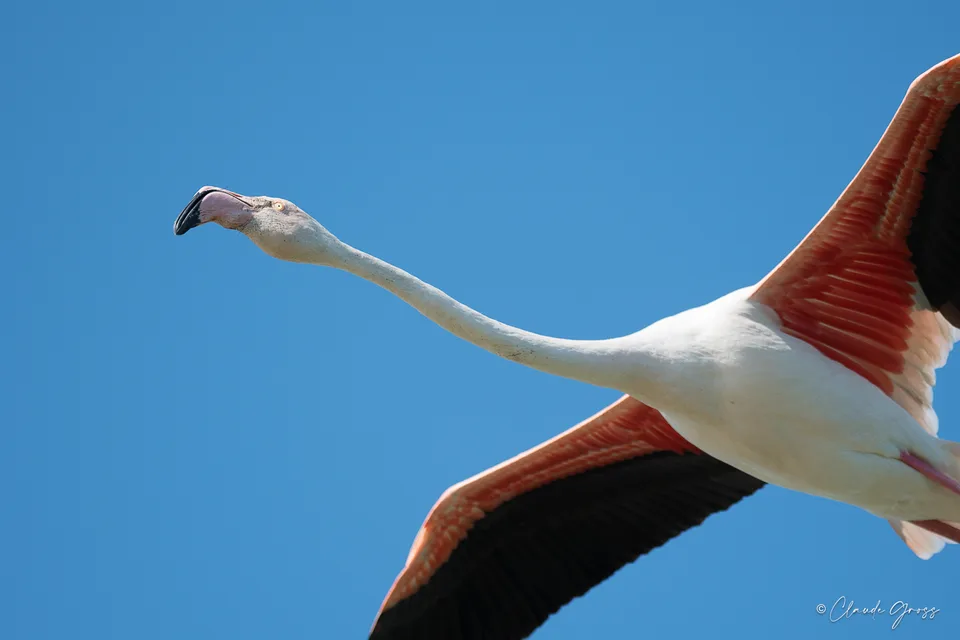Flamant rose