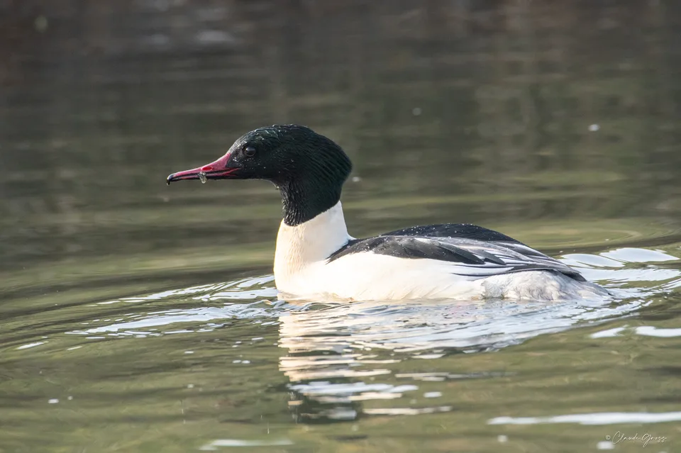 Harle bièvre ♂