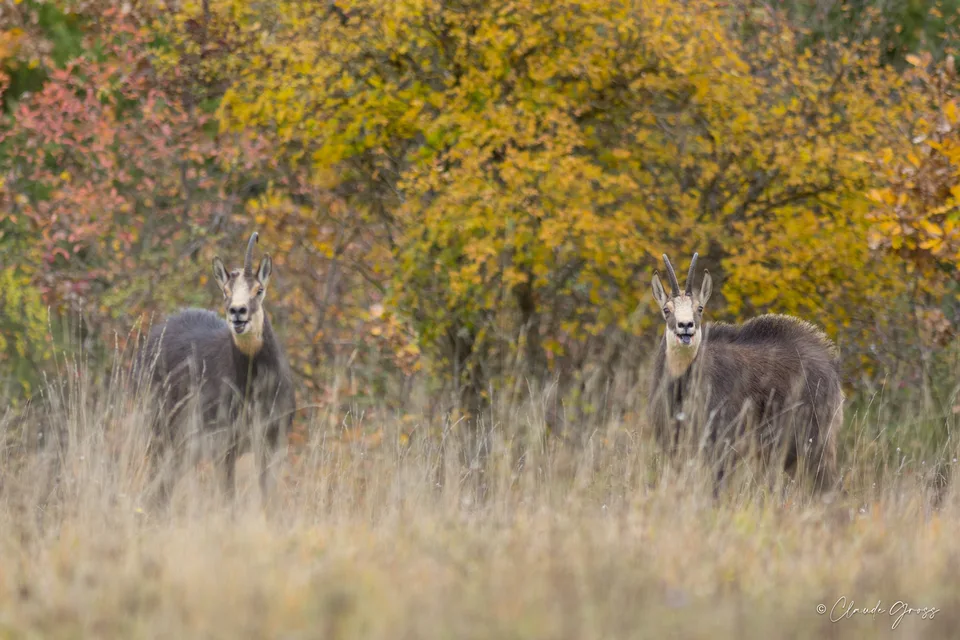 Chamois
