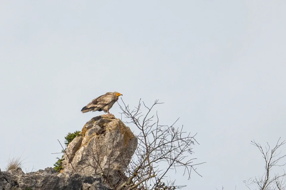 Vautour percnoptère