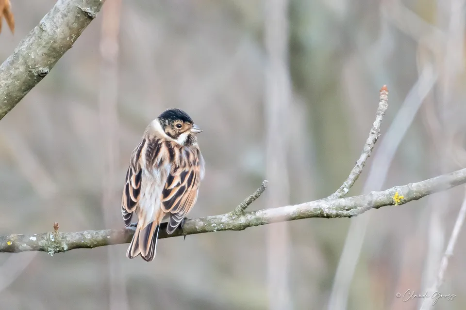 Bruant des roseaux