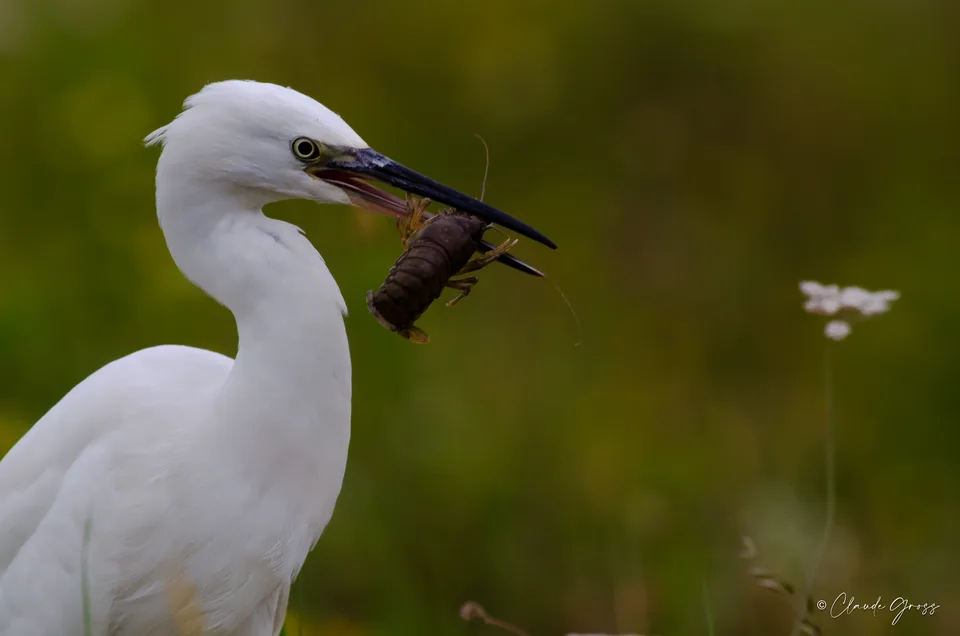 Aigrette garzette