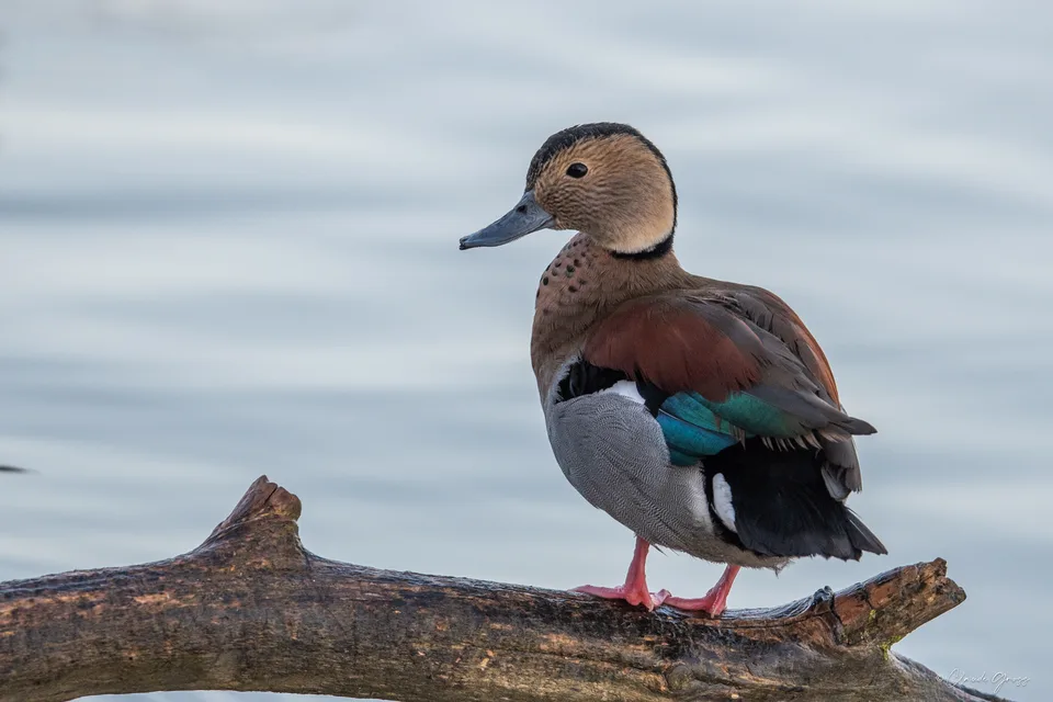 Canard à collier noir
