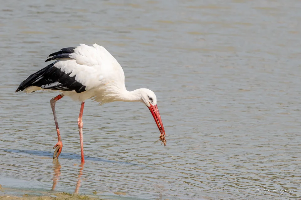 Cigogne blanche