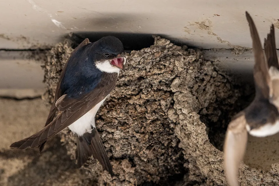 Hirondelle de fenêtre