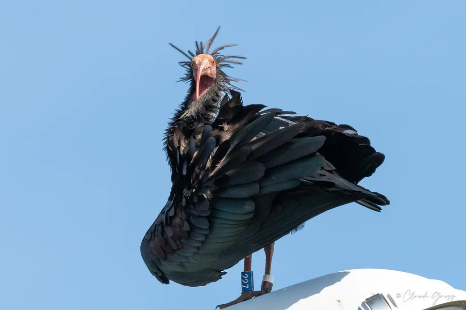 Ibis chauve