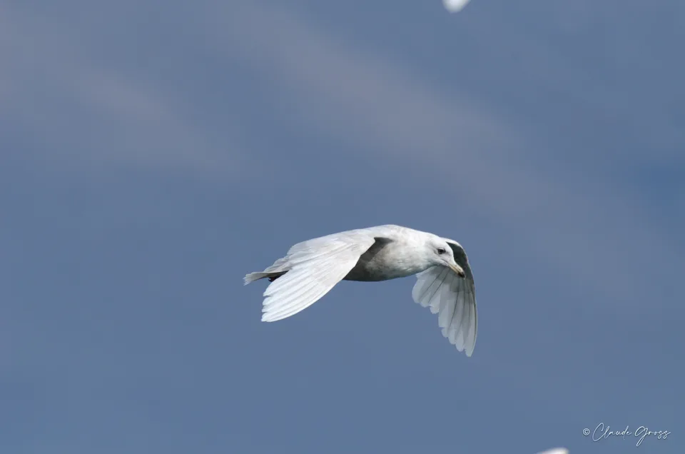 Goéland à ailes blanches