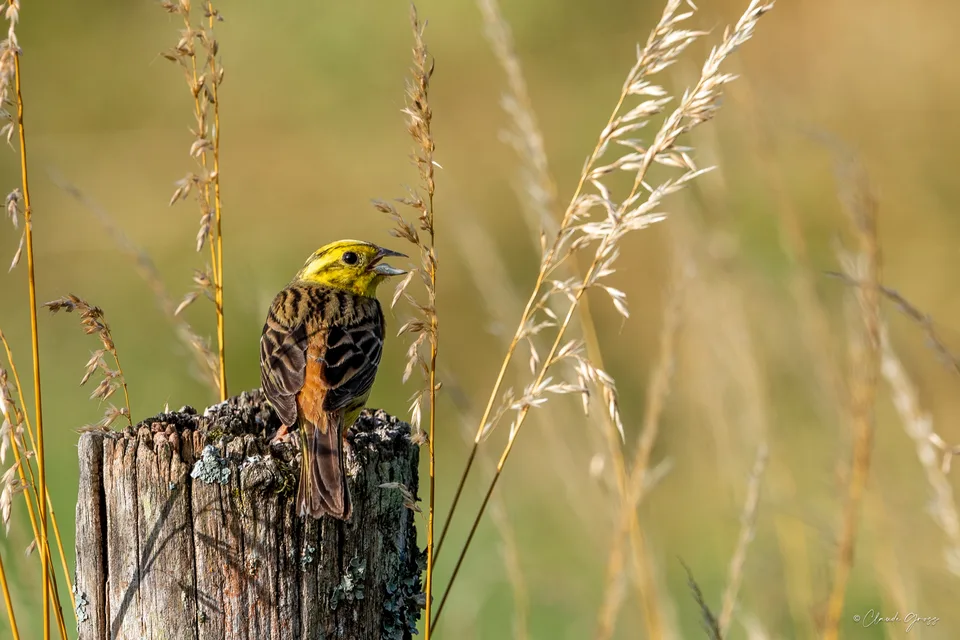 Bruant jaune