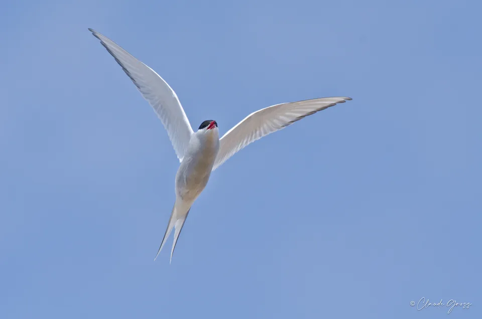Sterne arctique