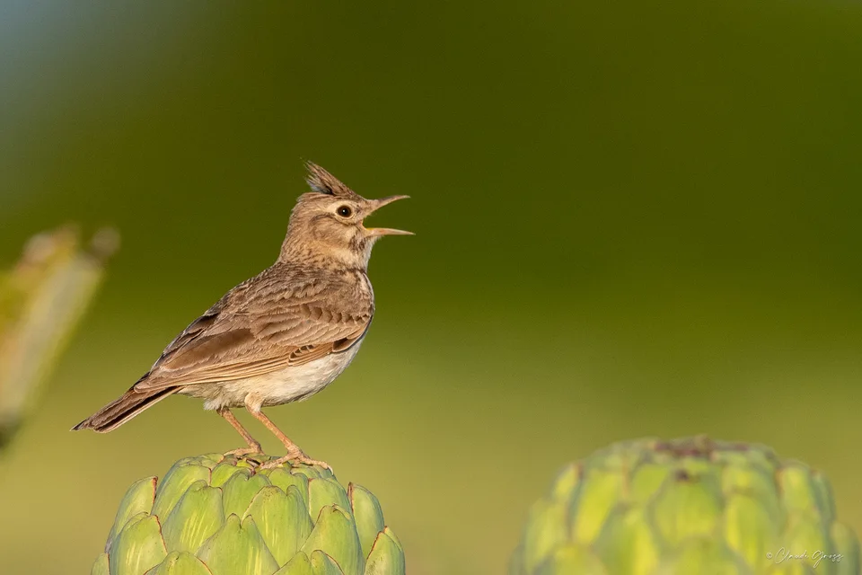 Cochevis huppé