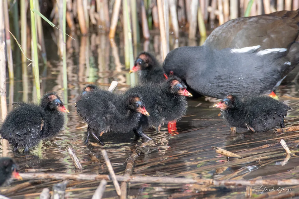 Gallinule poule-d'eau