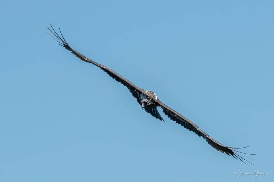 Gypaète barbu