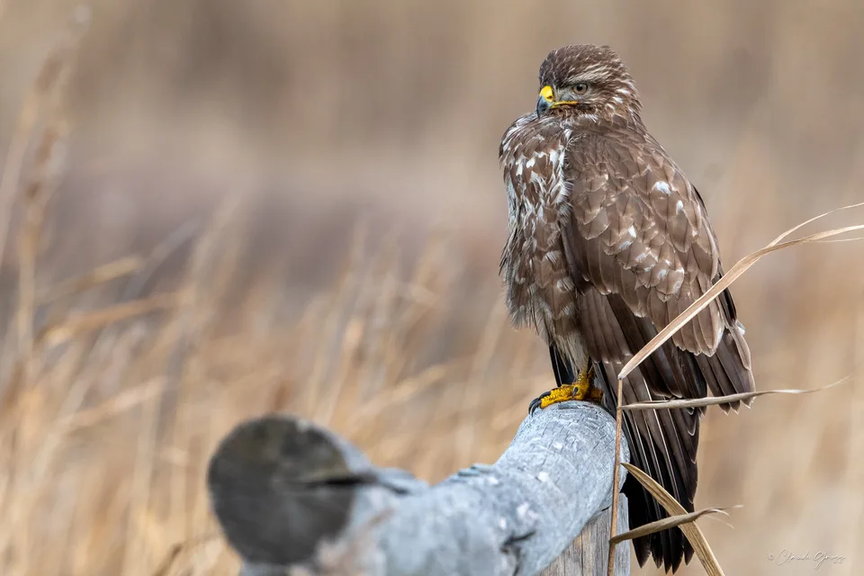 Buse variable