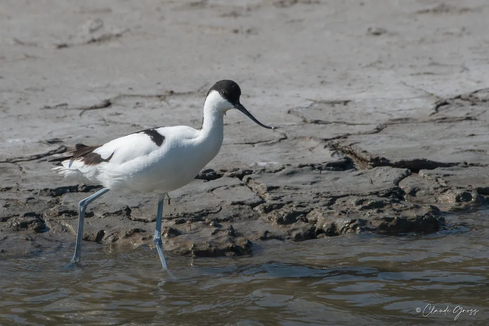 Avocette élégante