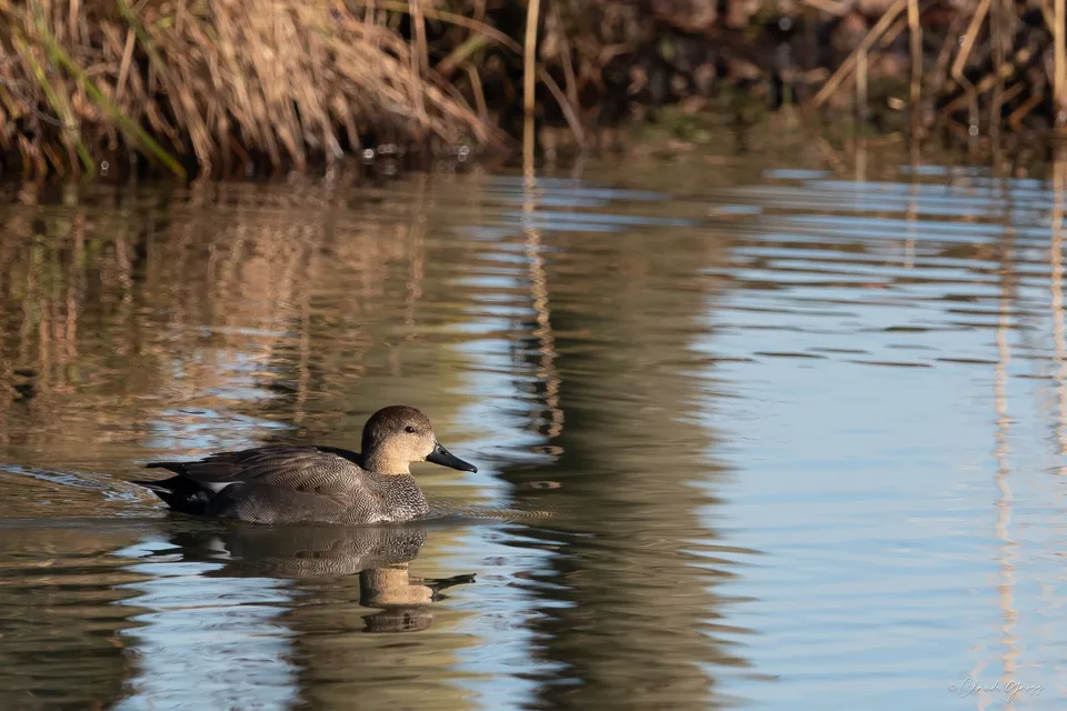 Canard chipeau