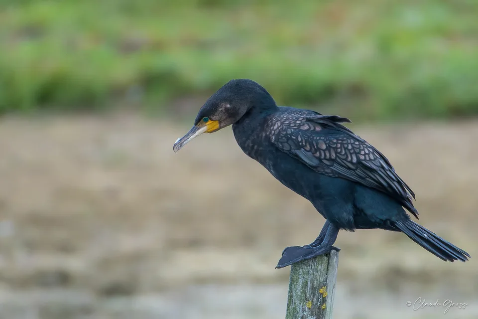 Grand Cormoran