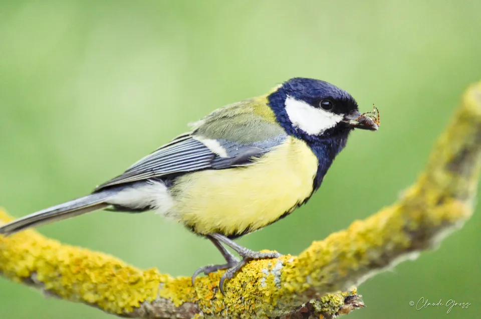 Mésange charbonnière