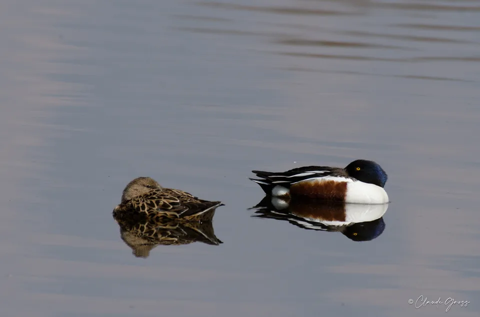Canard souchet